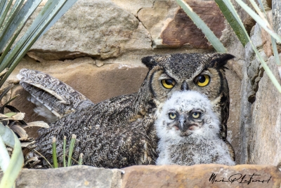 Athena Great Horned Owl 2025